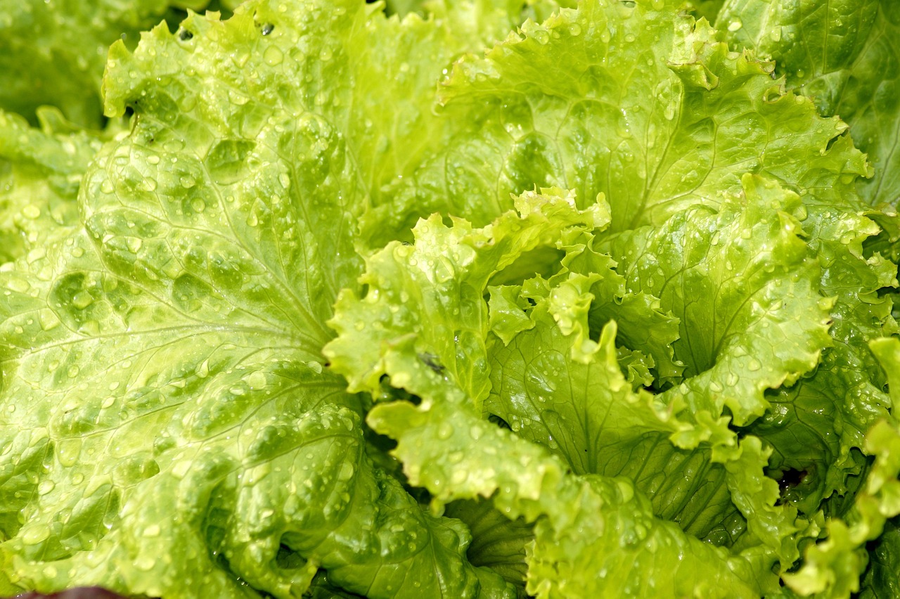 Régimes hypocaloriques et perte de poids